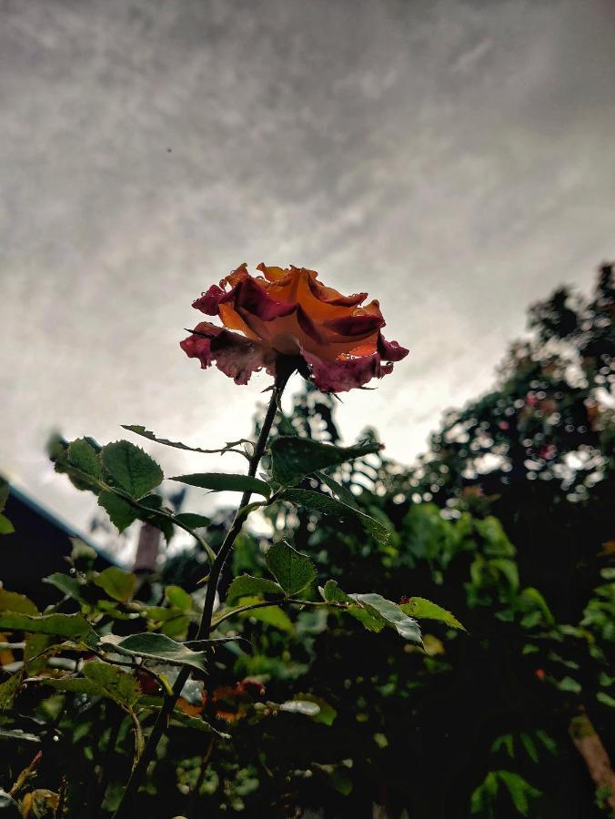 Westernghats Homestay Madikeri Exterior foto
